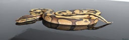 Python Snake reptiles for sale: Amazing baby ball pythons - Advert 11