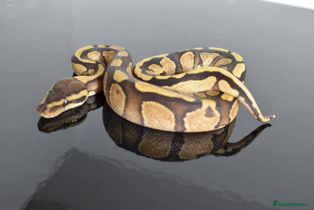 Python Snake reptiles for sale: Amazing baby ball pythons - Advert 11