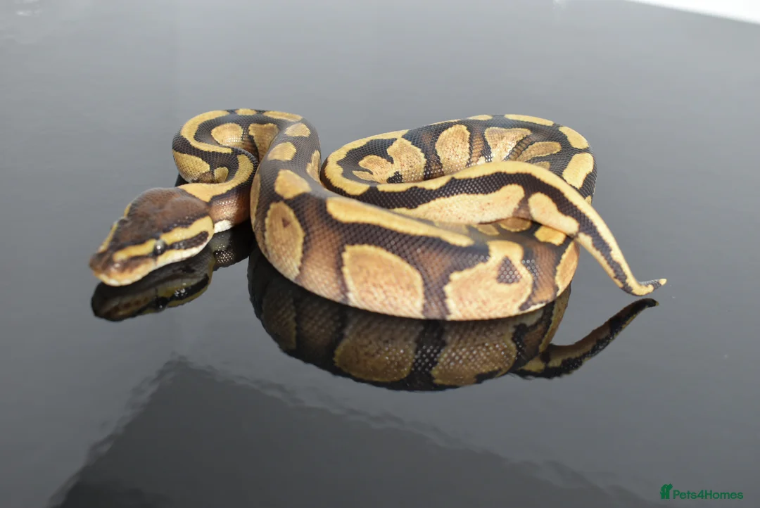 Python Snake reptiles for sale: Amazing baby ball pythons - Advert 11