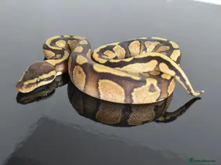 Python Snake reptiles Amazing baby ball pythons - Advert 1