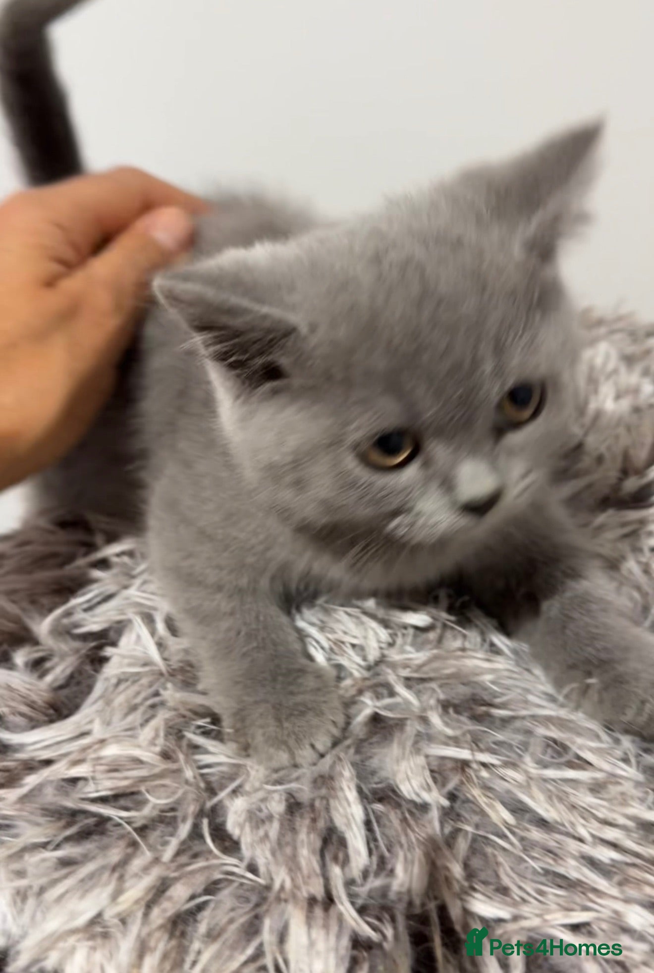 British Shorthair cats Stunning British Shorthair Blue Kittens Ready  - Advert 5