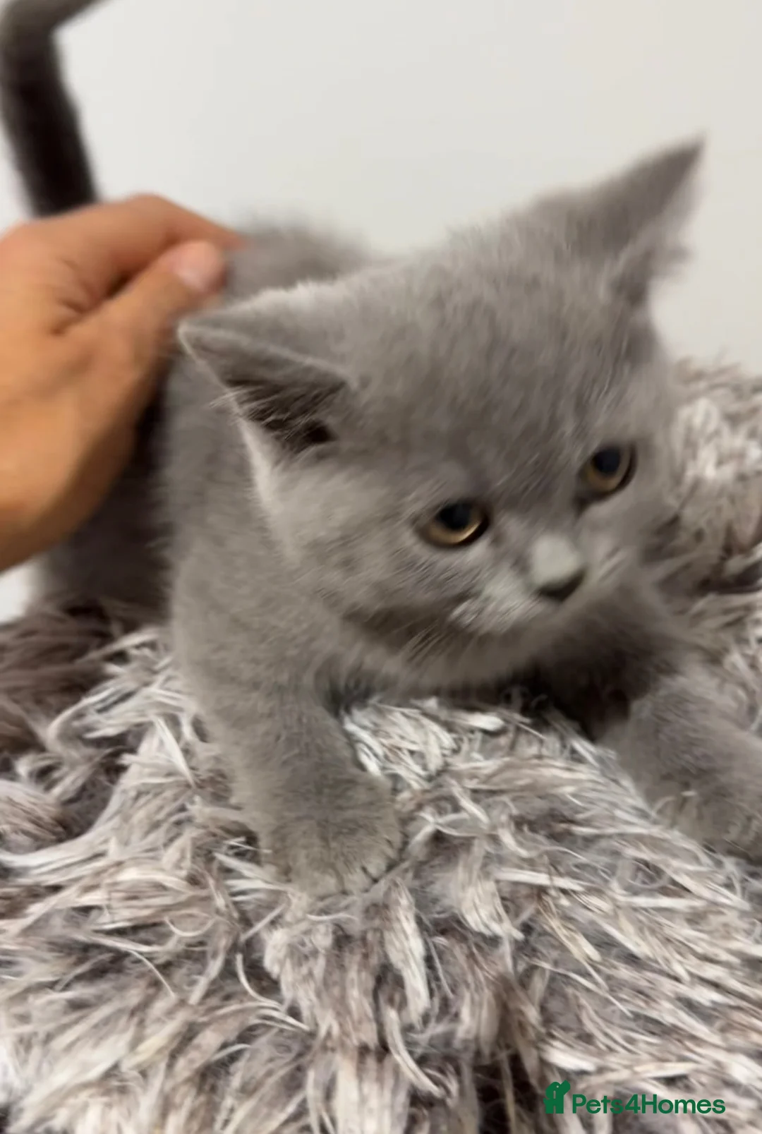 British Shorthair cats for sale: Stunning British Shorthair Blue Kittens Ready  - Advert 1