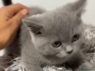 British Shorthair cats Stunning British Shorthair Blue Kittens Ready - Advert 5
