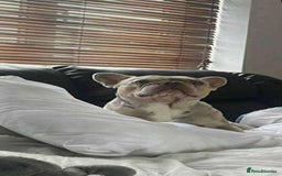 French Bulldog dogs for stud: Charlie available for stud - Image 3