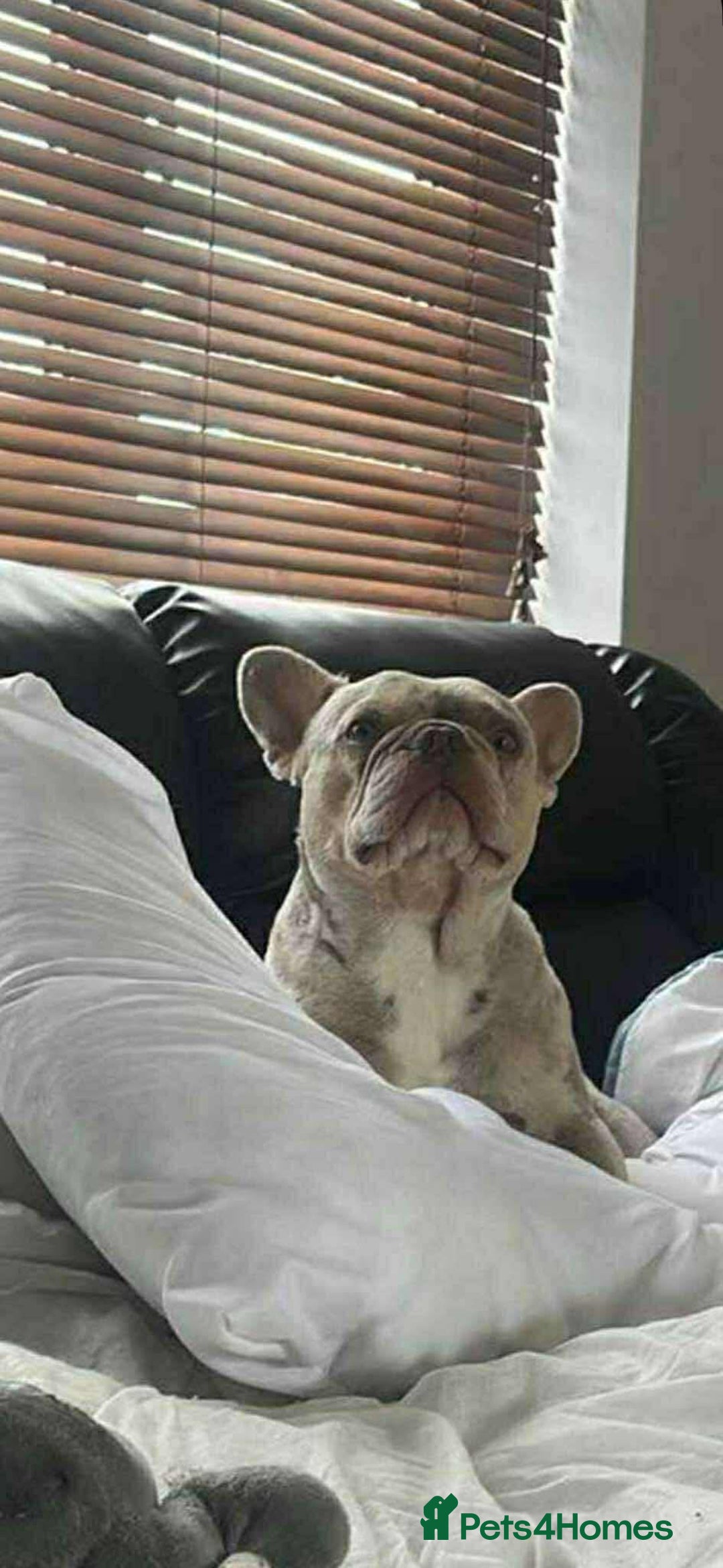 French Bulldog dogs for stud: Charlie available for stud - Image 3