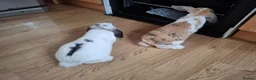 Mini Lop rabbits for sale: 2 month old female bunnied - Advert 4