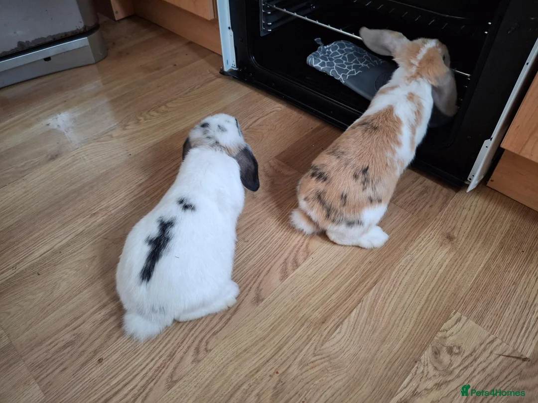 Mini Lop rabbits for sale: 2 month old female bunnied - Advert 4