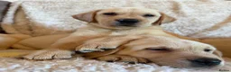 Labrador Retriever dogs for sale: ❤️💫 Superb, chunky, Golden Labrador puppies 💫❤️ in Stourbridge - Advert 4