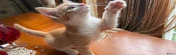 Mixed Breed cats for sale: Ginger Calico Tuxedo Kittens London-Richmond Sale - Advert 33
