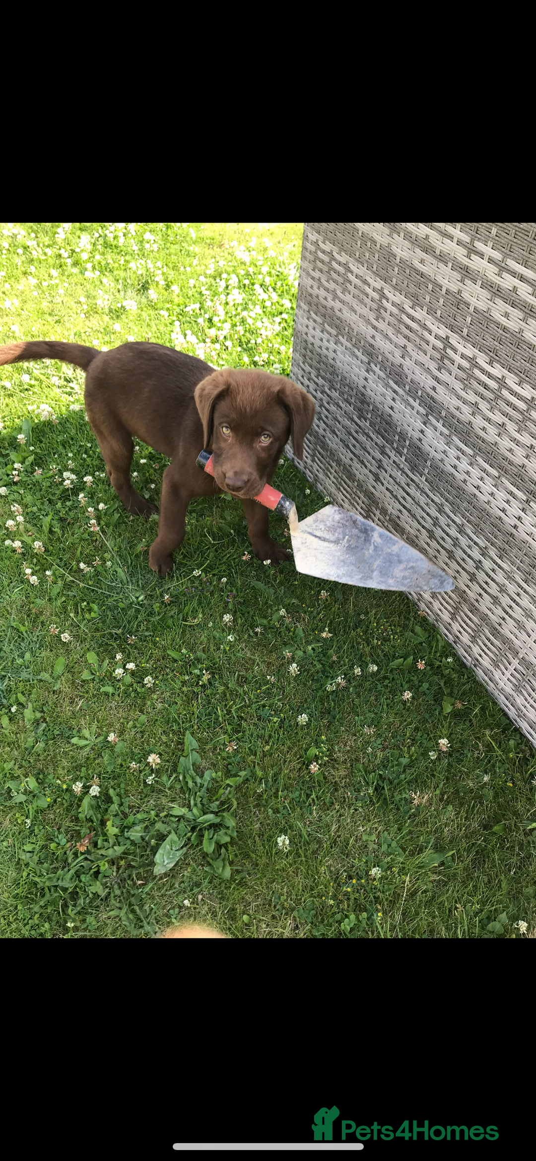 Labrador Retriever dogs for stud: Chocolate Labrador Stud - Advert 8