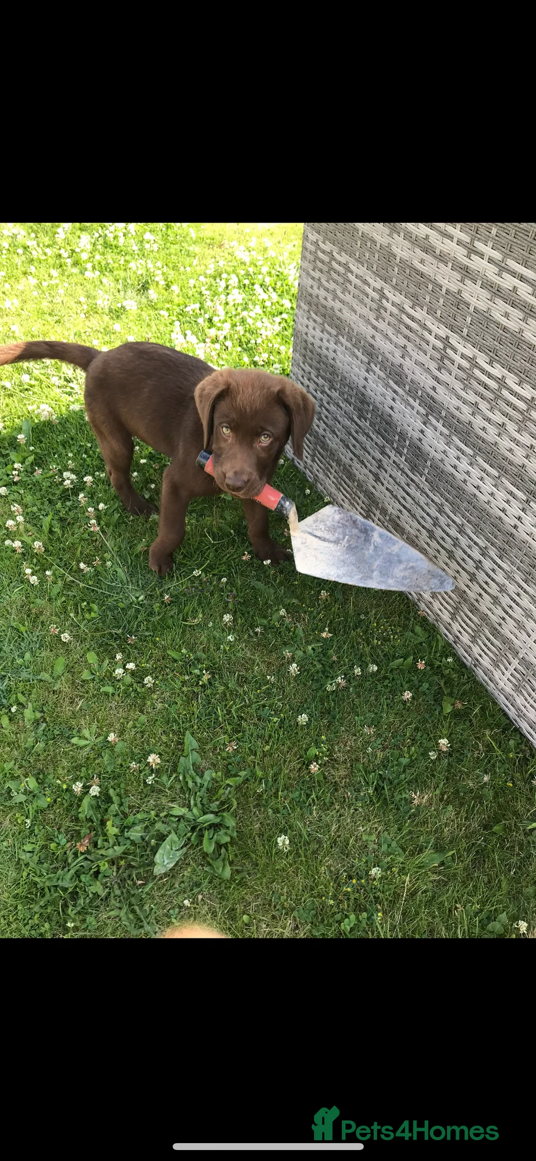 Labrador Retriever dogs for stud: Chocolate Labrador Stud - Advert 7