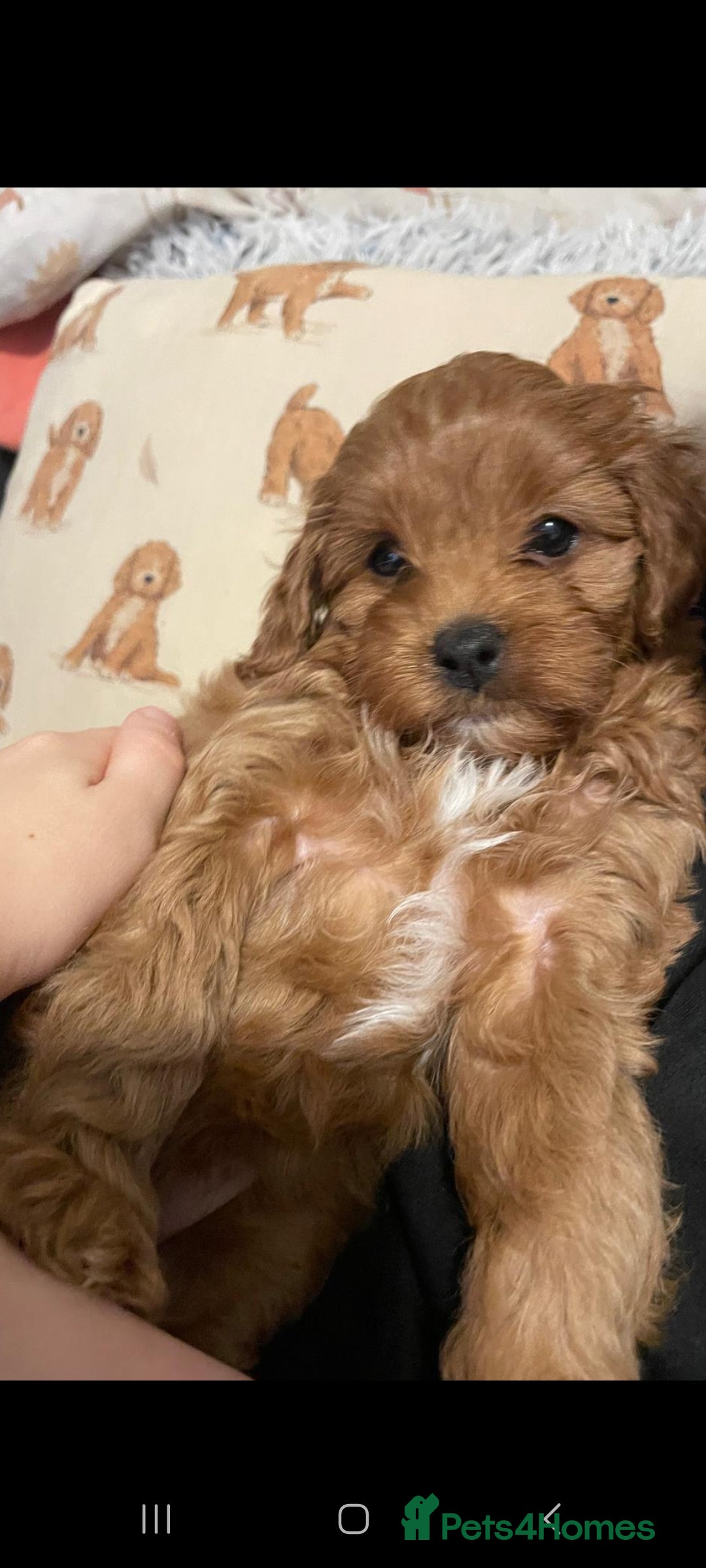 Cavapoo dogs for sale: Beautiful Female Cavapoo Puppy – Ready - Advert 7