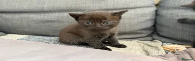 British Shorthair Kitten 6