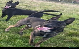Belgian Shepherd Dog dogs for stud: Belgium malinois stud dog  in Bath - Image 7