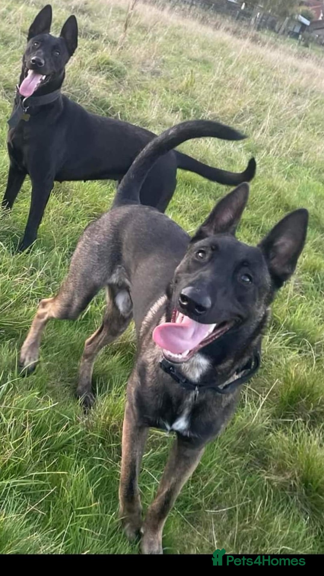 Belgian Shepherd Dog dogs for stud: Belgium malinois stud dog  in Bath - Image 7