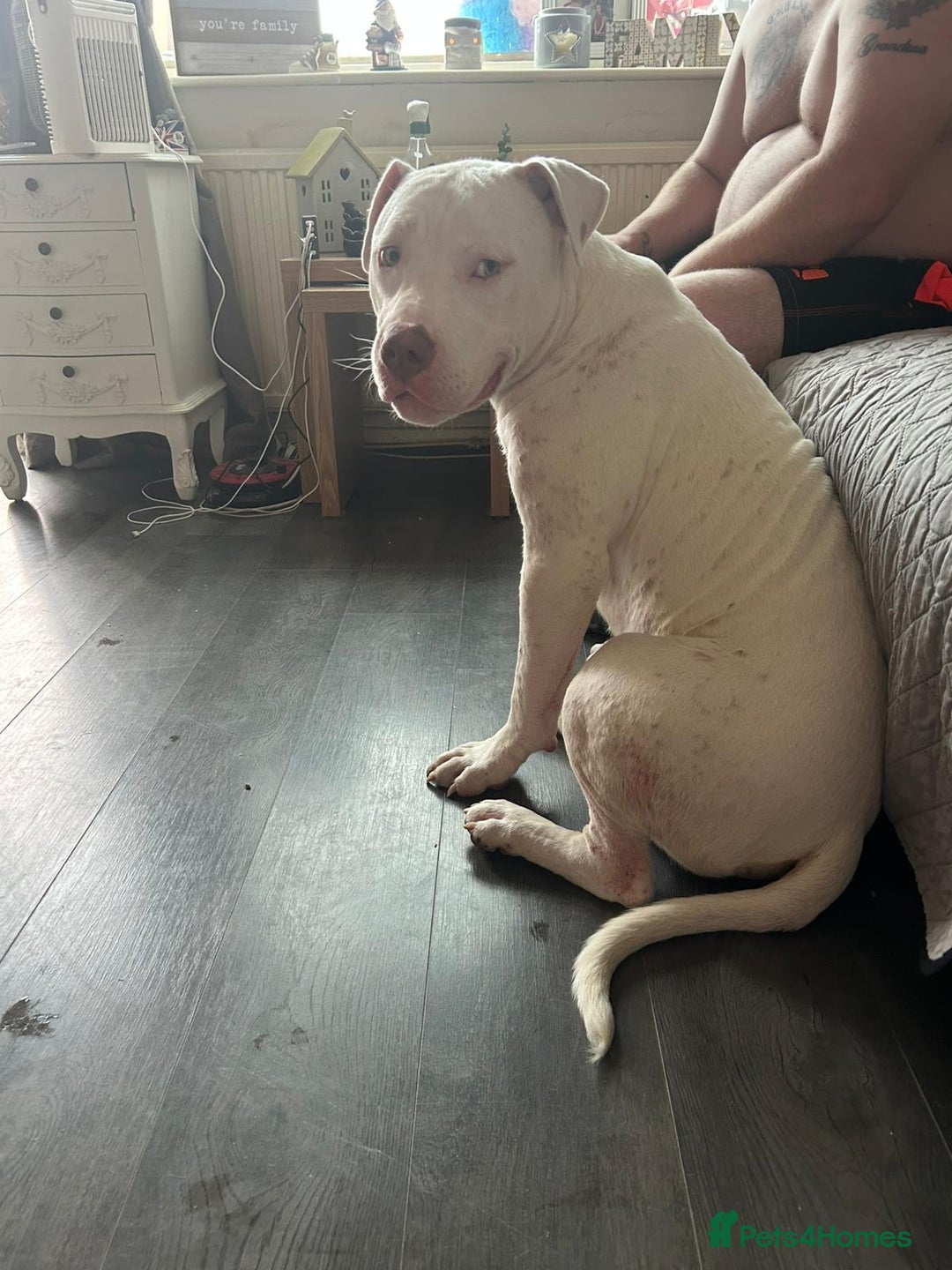 Mixed Breed dogs for sale: 11 month old American staffy x American bulldog - Image 3