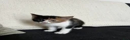 Mixed Breed cats for sale:     Unique split face tricolour girl 🖤🤍🧡 - Advert 2