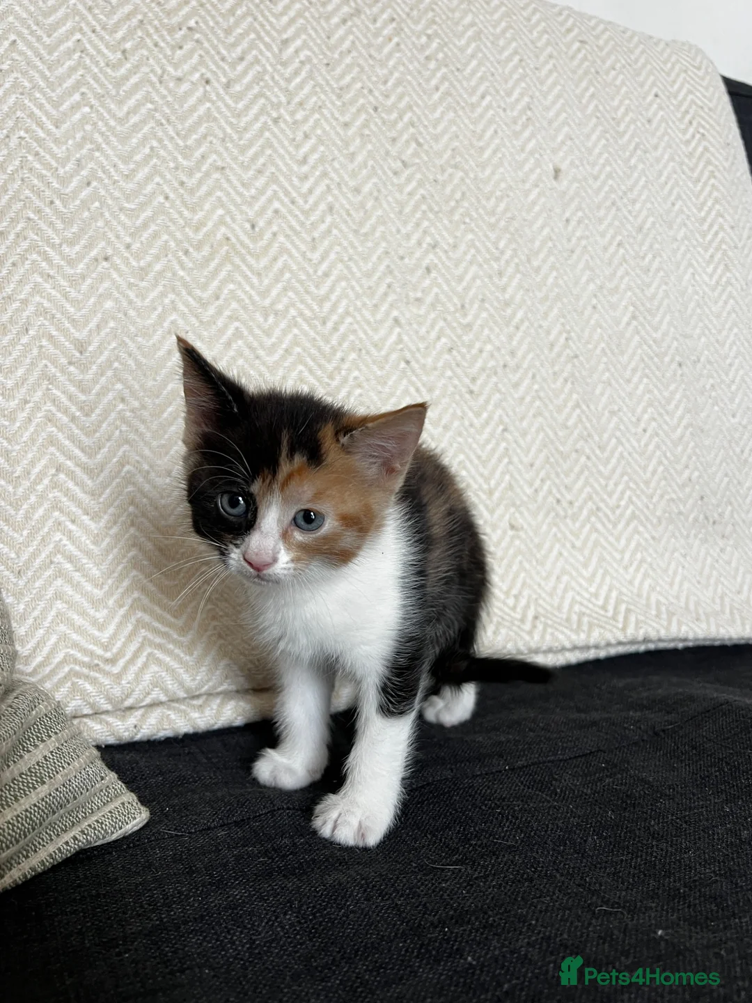Mixed Breed cats for sale:     Unique split face tricolour girl 🖤🤍🧡 - Advert 2