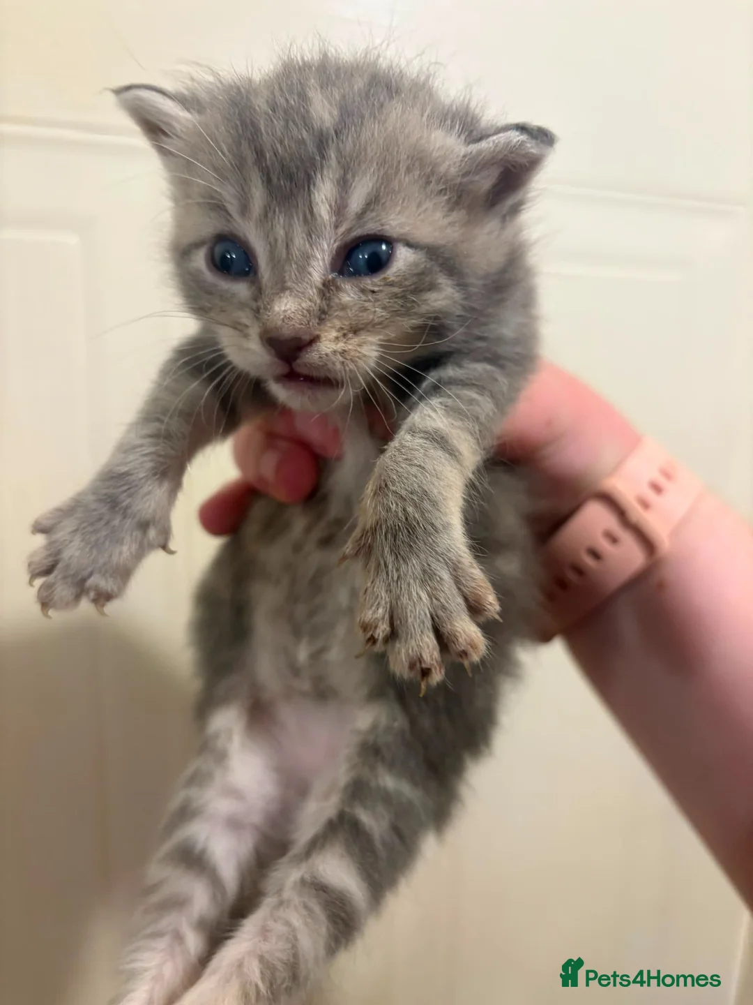 Russian Blue cats for sale: Russian Blue READY NOW - Advert 2