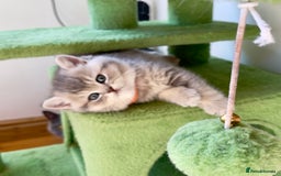 British Shorthair cats for sale: 3 GCCF British Shorthair Kittens– Champion Lines - Image 10