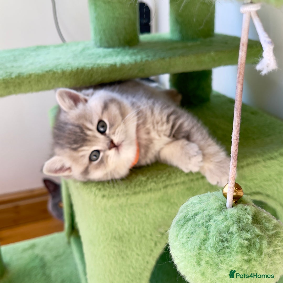 British Shorthair cats for sale: 3 GCCF British Shorthair Kittens– Champion Lines - Image 10