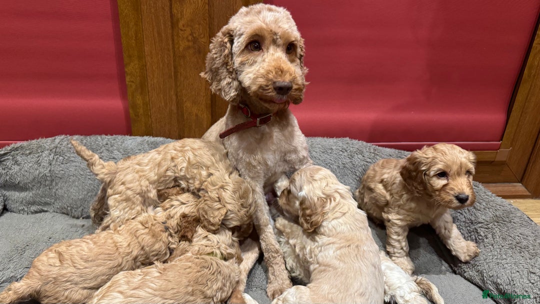 Cockapoo dogs for sale: Cockapoo puppies 🐶  - Advert 1