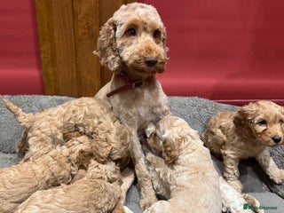 Cockapoo dogs Cockapoo puppies 🐶 - Advert 4