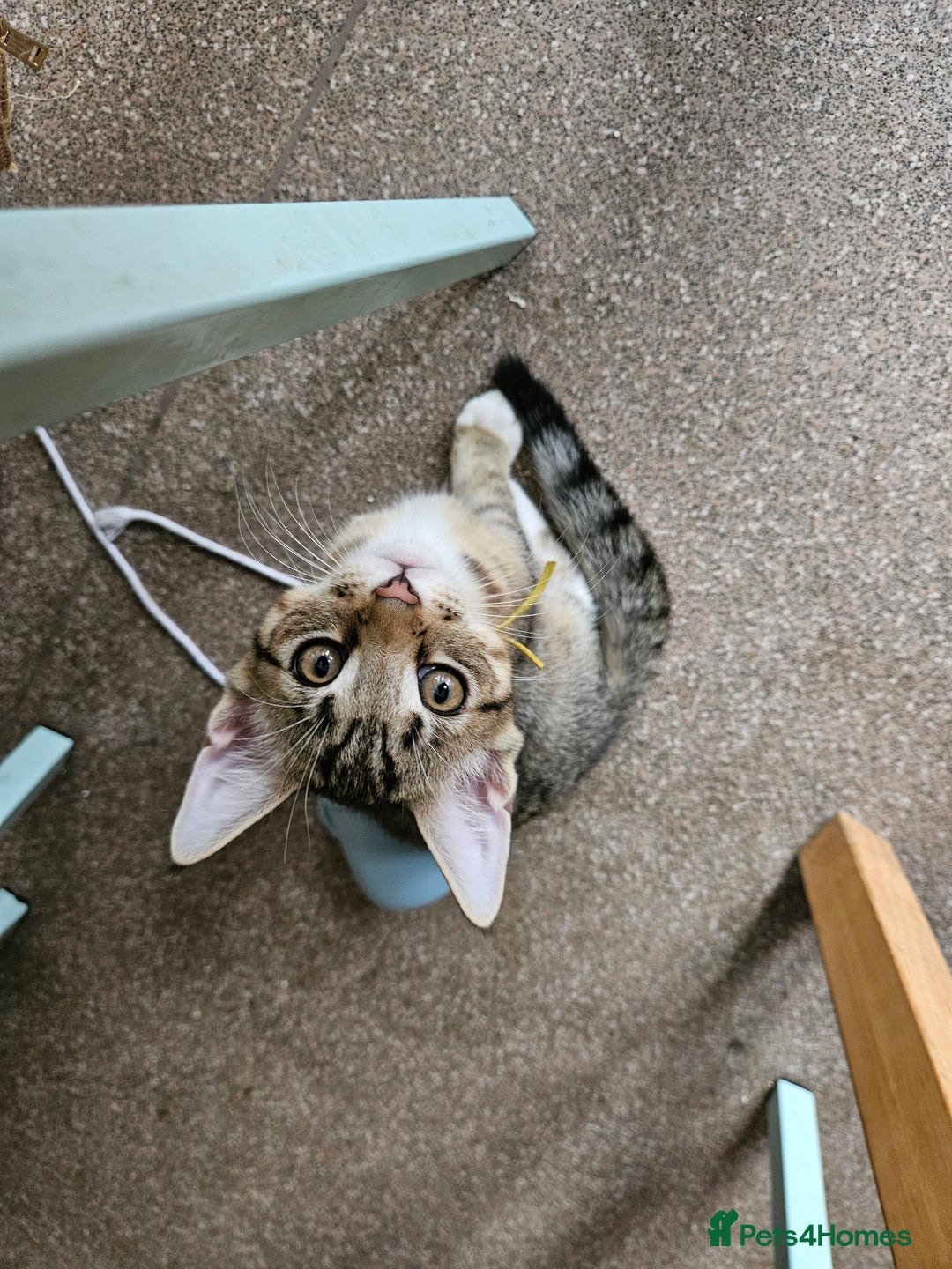 Maine Coon cats for sale: Maine Coon (parents not registered - family pet) - Image 8