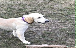 Golden Retriever dogs for sale: Fully vaccinated championline puppies in London - Image 6