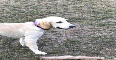 Golden Retriever dogs in London - Advert 11