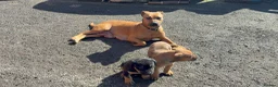 Mixed Breed dogs for sale: Rottweiler / Black Mouth Cur Mix Puppies  - Advert 7