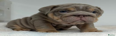 English Bulldog Puppy 2