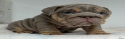 English Bulldog dogs for sale: *Stunning* KC English bulldog puppies ready soon!! - Advert 5