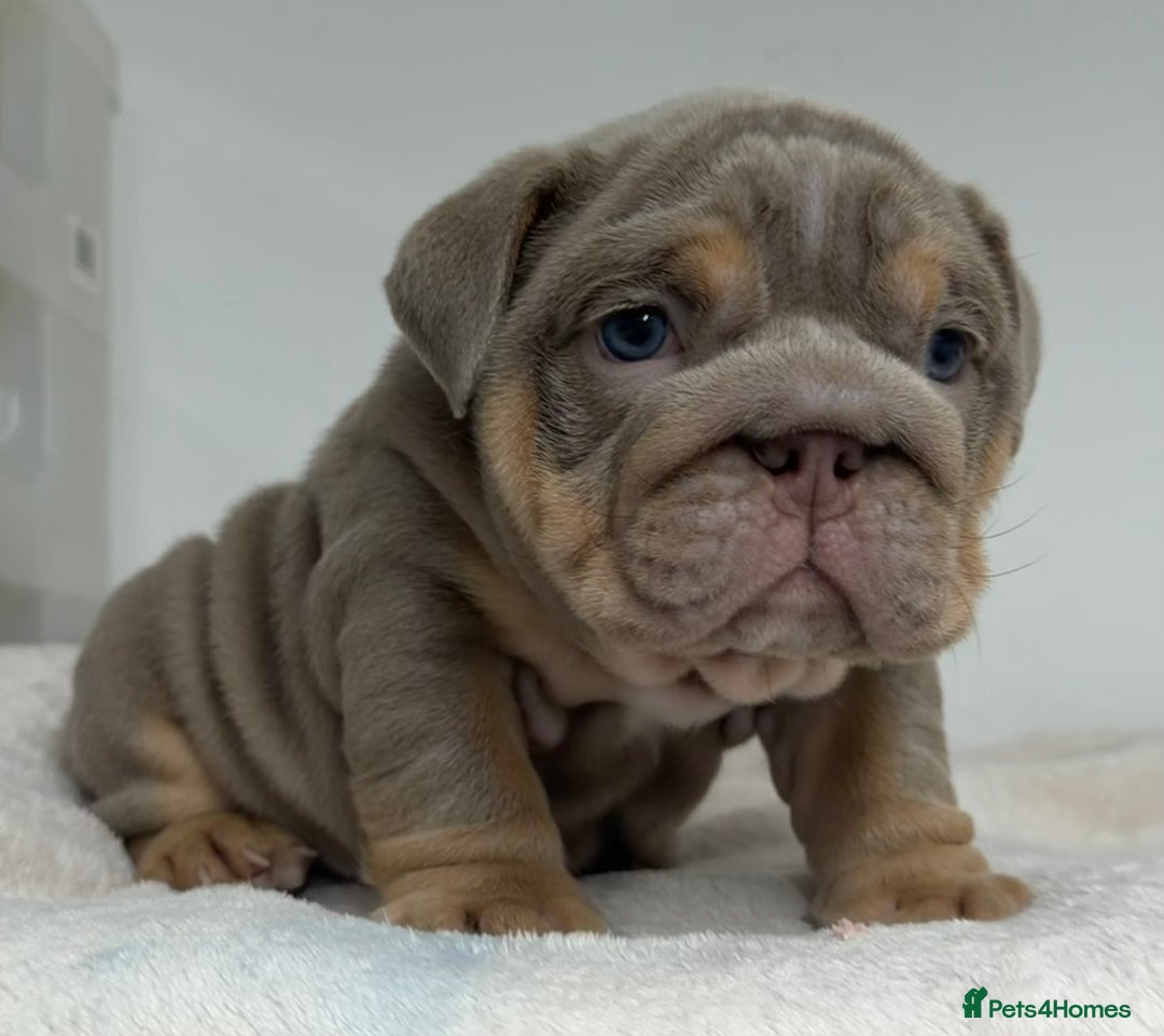 English Bulldog dogs for sale: *Stunning* KC English bulldog puppies ready soon!! - Advert 5