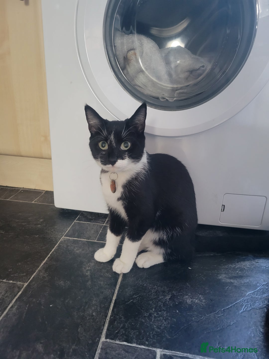 Mixed Breed cats for sale: Friendly girl - Image 1