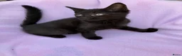 Mixed Breed cats for sale: Kitten for sale - Advert 5