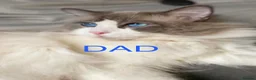 Ragdoll cats for sale: Gorgeous Ragdoll kittens - Advert 19