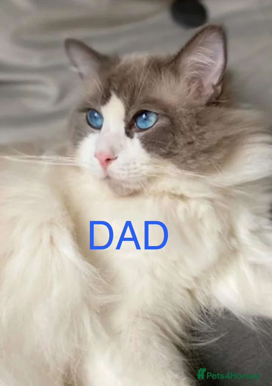 Ragdoll cats for sale: Gorgeous Ragdoll kittens - Advert 19
