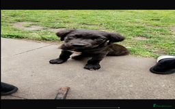 Mixed Breed dogs for sale: Name is tux - Image 1