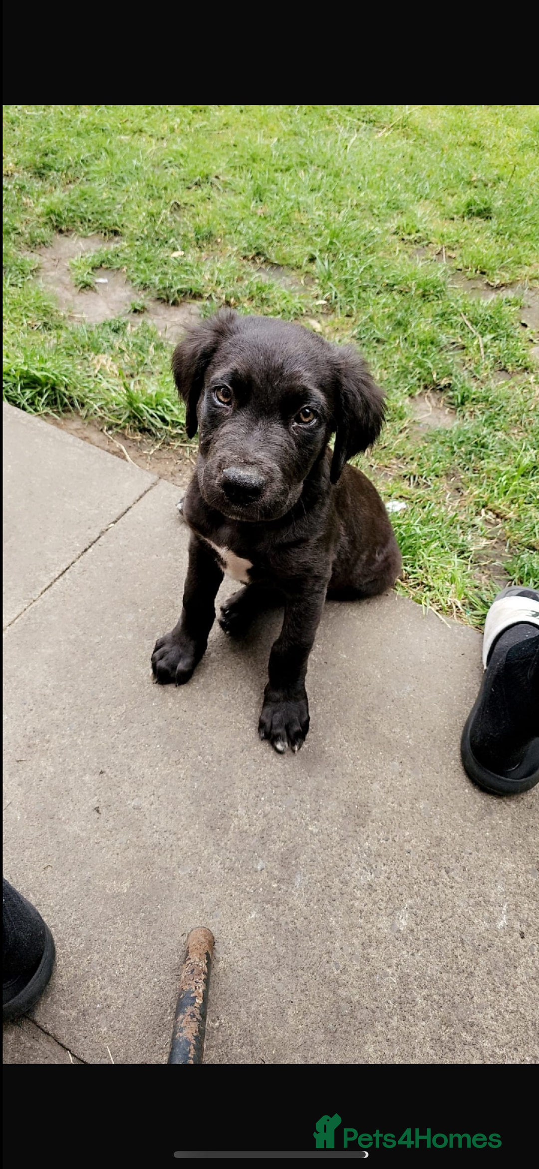 Mixed Breed dogs for sale: Name is tux - Image 1