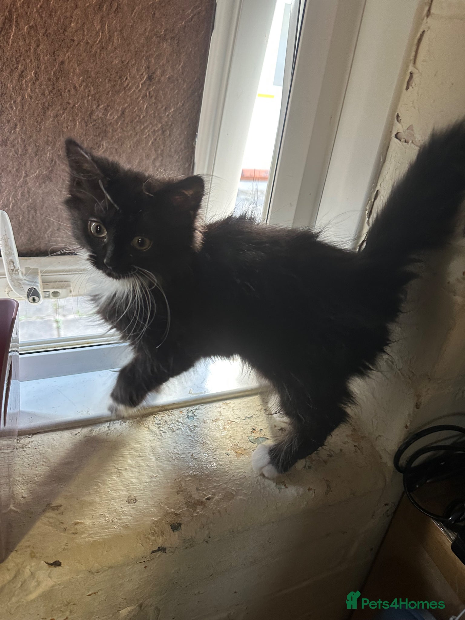 British Longhair cats Free kitten 10 weeks - Advert 5