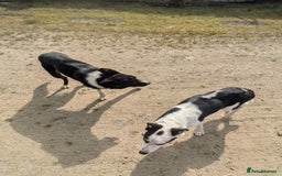 Border Collie dogs for sale: Border Collie Puppies - Image 13