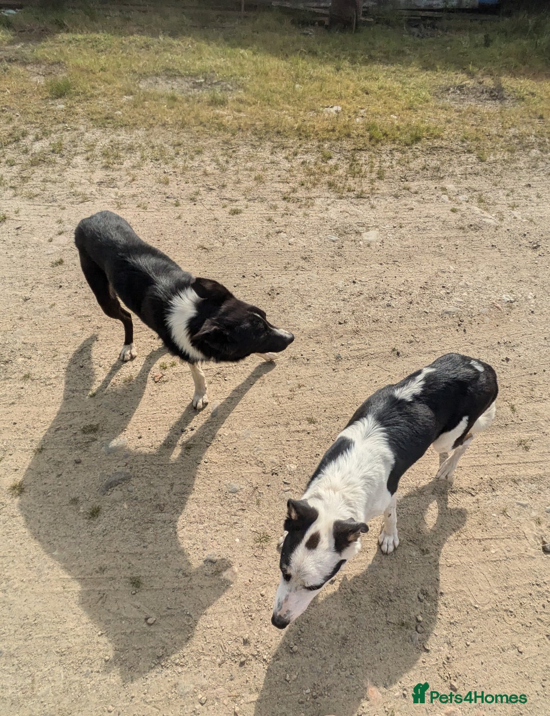 Border Collie dogs for sale: Border Collie Puppies - Image 13