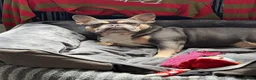 French Bulldog dogs for stud: French bulldog for stud - Advert 6