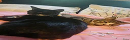 Mixed Breed cats for sale: two cats  - Advert 1