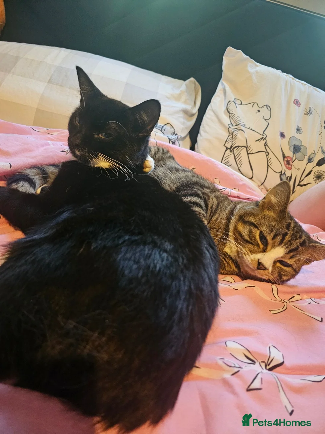 Mixed Breed cats for sale: two cats  - Advert 1