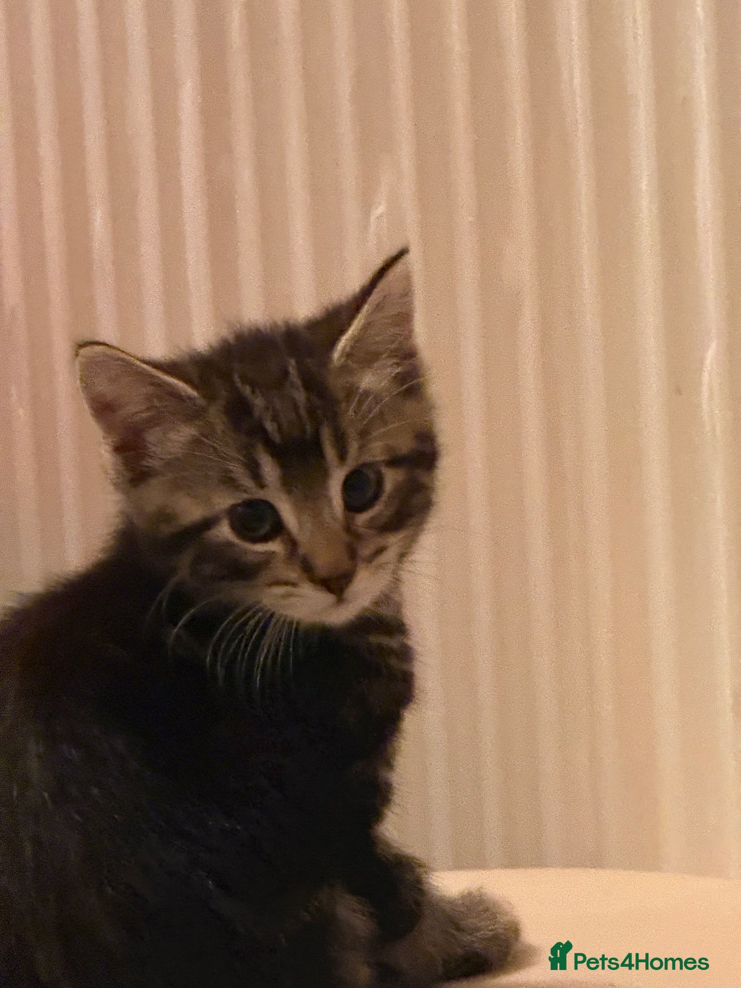 Domestic Shorthair cats Kittens for sale  - Advert 10