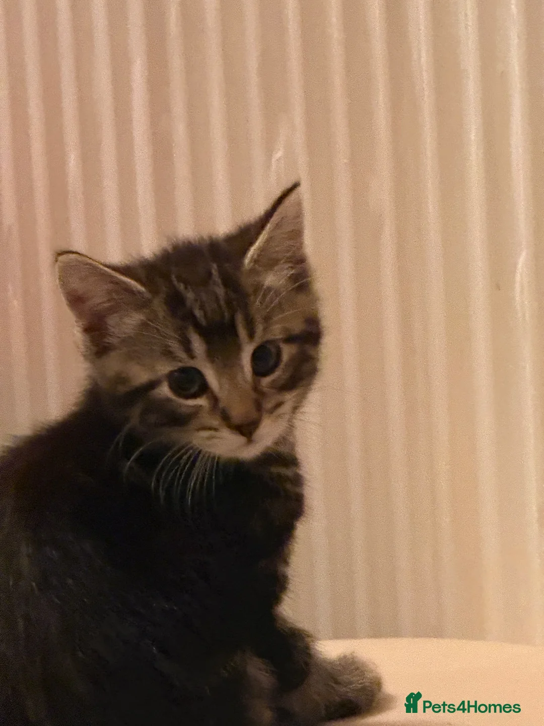Domestic Shorthair cats for sale: Kittens for sale  in Nottingham - Advert 1