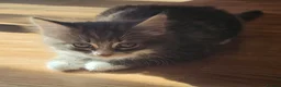 Domestic Shorthair cats for sale: 2 Beautiful kittens - Advert 3
