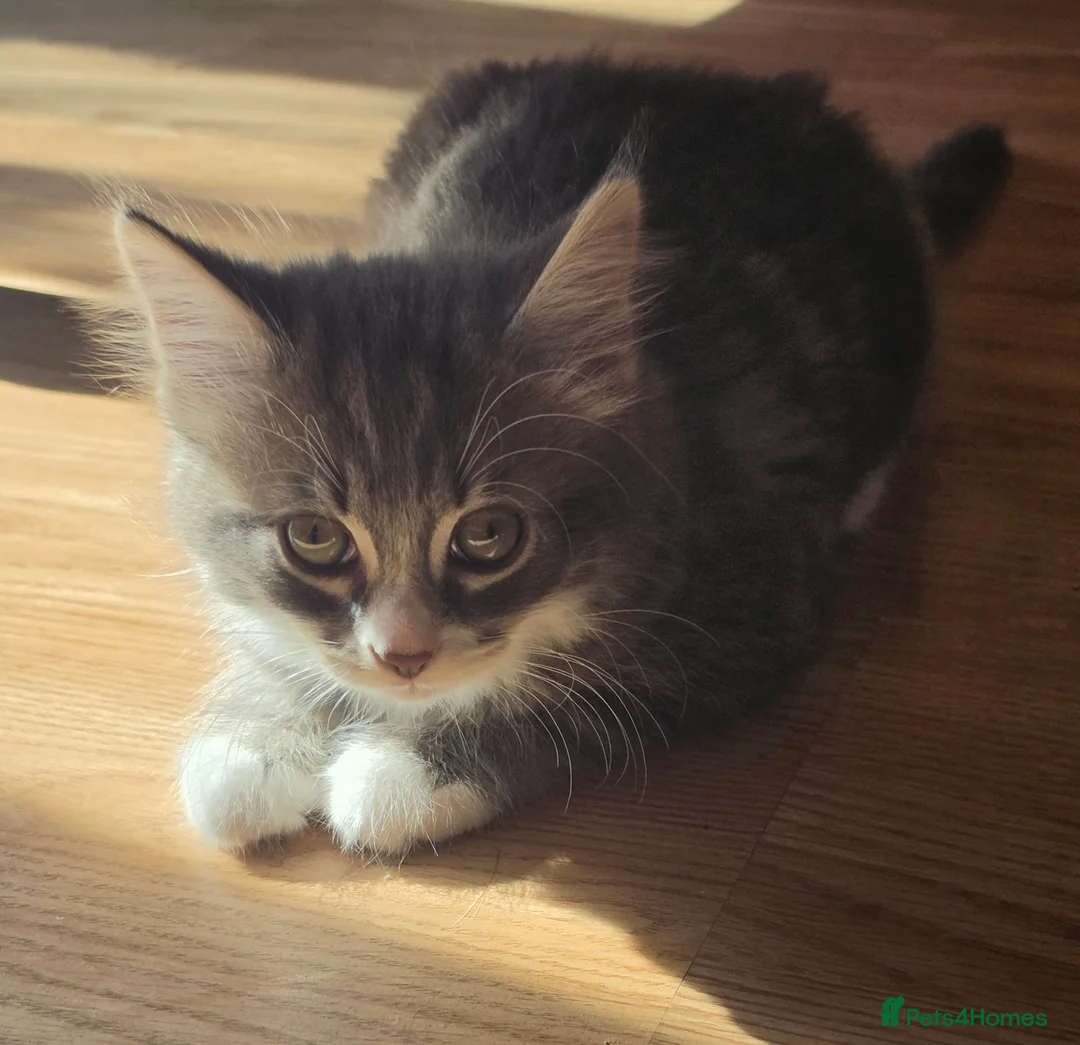 Domestic Shorthair cats for sale: 2 Beautiful kittens - Advert 3
